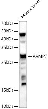 VAMP7 Rabbit pAb