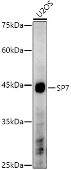 SP7 Rabbit pAb