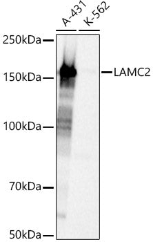 LAMC2 Rabbit pAb