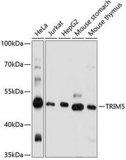 TRIM5 Rabbit pAb