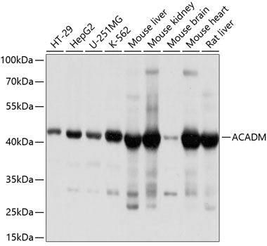 ACADM Rabbit pAb