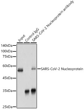SARS-CoV-2 Nucleoprotein Rabbit pAb