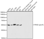 PKM2-specific Rabbit pAb