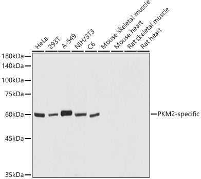 PKM2-specific Rabbit pAb