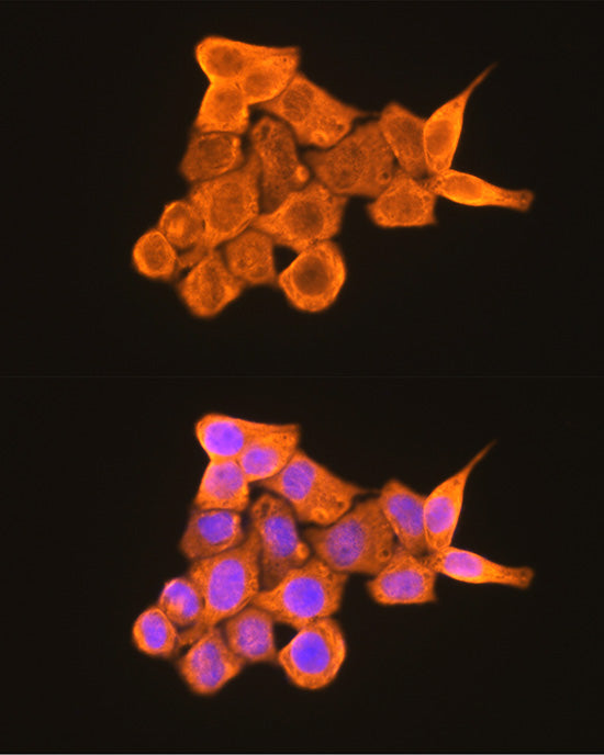PKM2-specific Rabbit pAb