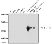 PKM1-specific Rabbit pAb