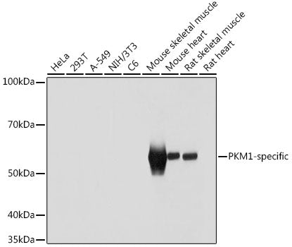 PKM1-specific Rabbit pAb