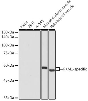 PKM1-specific Rabbit pAb