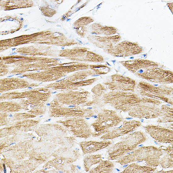 PKM1-specific Rabbit pAb
