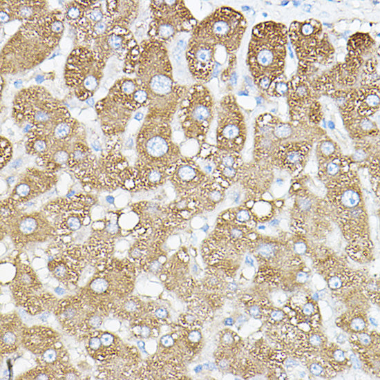 PKM1-specific Rabbit pAb