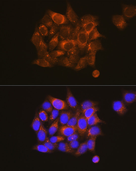 PKM1-specific Rabbit pAb