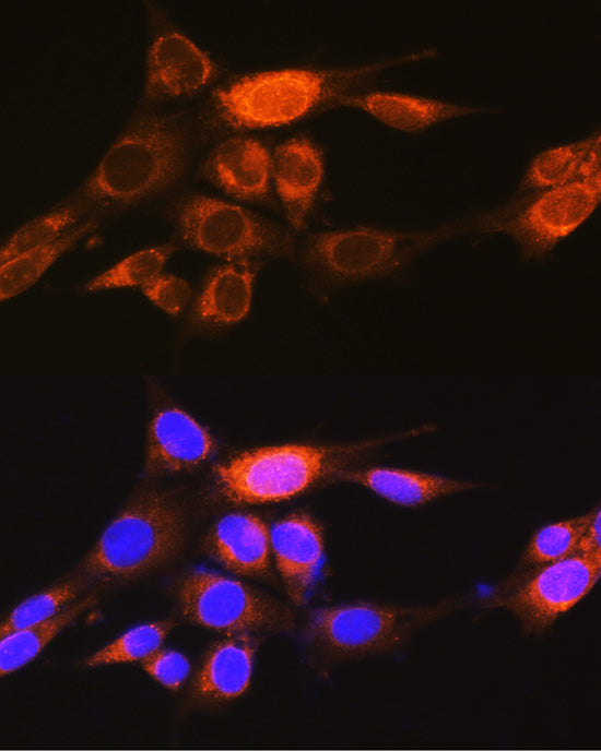 PKM1-specific Rabbit pAb