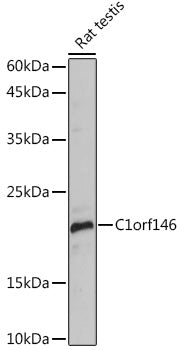 C1orf146 Rabbit pAb