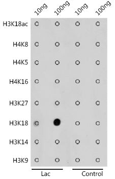 Lactic acid-Histone H3-K18 Rabbit pAb
