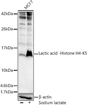 Lactic acid -Histone H4-K5 Rabbit pAb