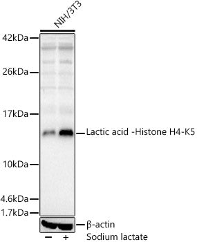 Lactic acid -Histone H4-K5 Rabbit pAb