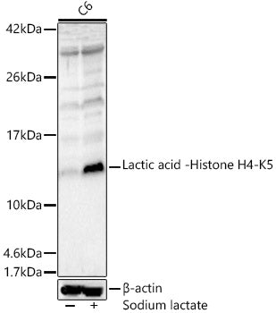 Lactic acid -Histone H4-K5 Rabbit pAb