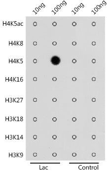 Lactic acid -Histone H4-K5 Rabbit pAb