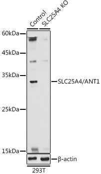 [KO Validated] SLC25A4/ANT1 Rabbit pAb