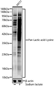 Pan Lactic acid-Lysine Rabbit pAb