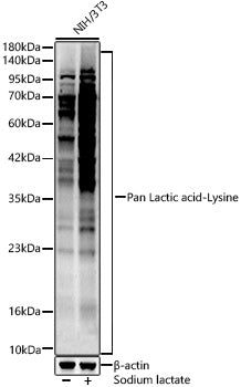 Pan Lactic acid-Lysine Rabbit pAb