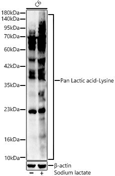 Pan Lactic acid-Lysine Rabbit pAb