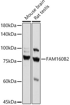 FAM160B2 Rabbit pAb