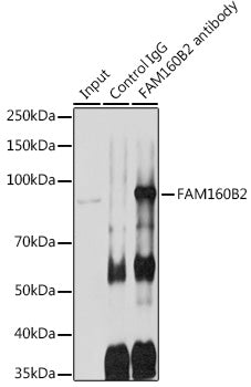 FAM160B2 Rabbit pAb