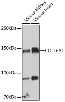 COL16A1 Rabbit pAb