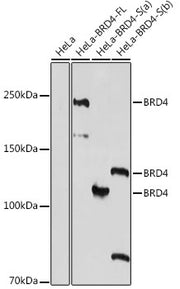 BRD4 Rabbit pAb