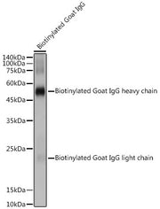 Biotin Rabbit pAb