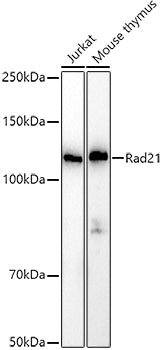 Rad21 Rabbit pAb