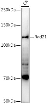 Rad21 Rabbit pAb