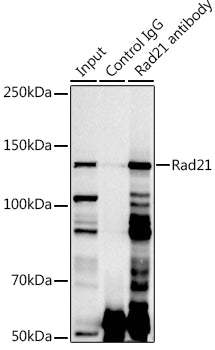 Rad21 Rabbit pAb