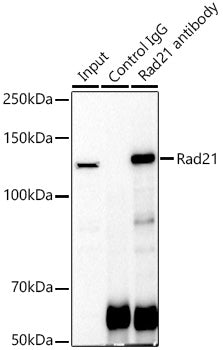 Rad21 Rabbit pAb