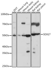 SOX17 Rabbit pAb