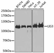 DNA Ligase III/LIG3 Rabbit pAb