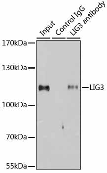 DNA Ligase III/LIG3 Rabbit pAb