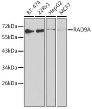 RAD9A Rabbit pAb