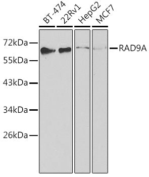 RAD9A Rabbit pAb
