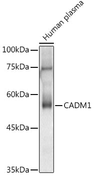 CADM1 Rabbit pAb
