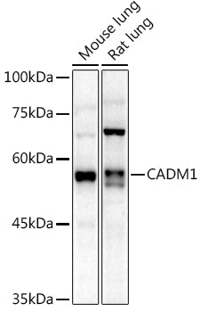 CADM1 Rabbit pAb