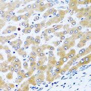 CCL21 Rabbit pAb