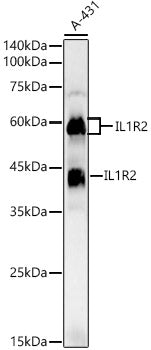 IL1R2 Rabbit pAb