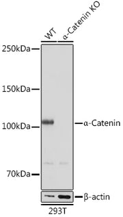 [KO Validated] α-Catenin Rabbit mAb