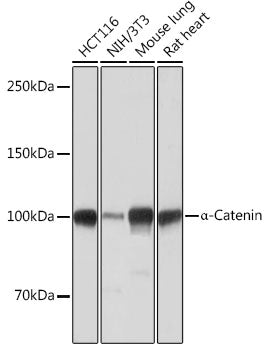 [KO Validated] α-Catenin Rabbit mAb