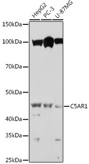 C5AR1 Rabbit pAb