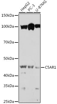C5AR1 Rabbit pAb