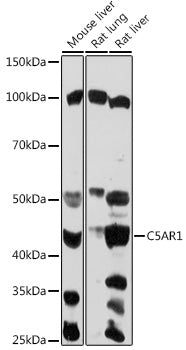 C5AR1 Rabbit pAb