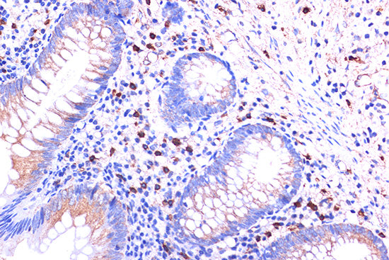 C5AR1 Rabbit pAb